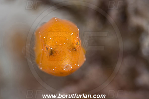 West Palm Beach, Florida, USA, Atlantic ocean, Acanthostracion sp., Acanthostracion, Ostraciidae, Boxfish, Fish, Juvenile