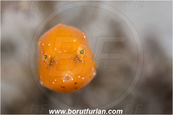 West Palm Beach, Florida, USA, Atlantic ocean, Acanthostracion sp., Acanthostracion, Ostraciidae, Boxfish, Fish, Juvenile