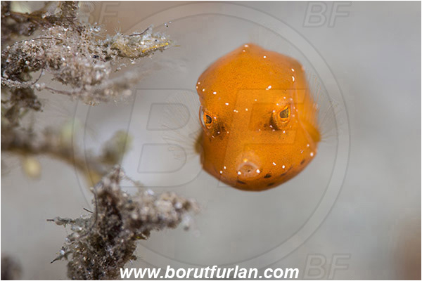 West Palm Beach, Florida, USA, Atlantic ocean, Acanthostracion sp., Acanthostracion, Ostraciidae, Boxfish, Fish, Juvenile