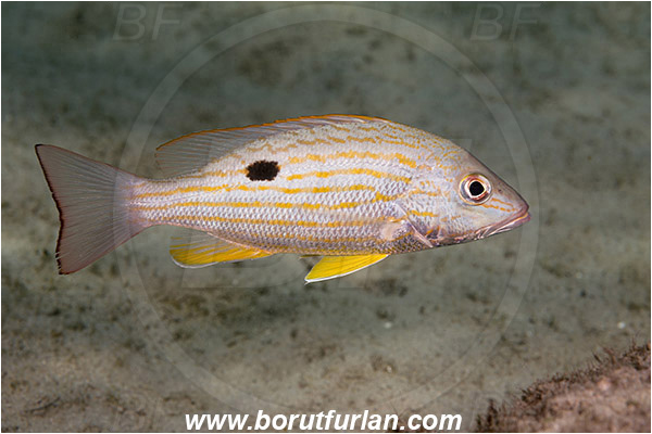 West Palm Beach, Florida, USA, Atlantic ocean, Lutjanus synagris, Lutjanus, Lutjanidae, Lane snapper, Snapper, Fish