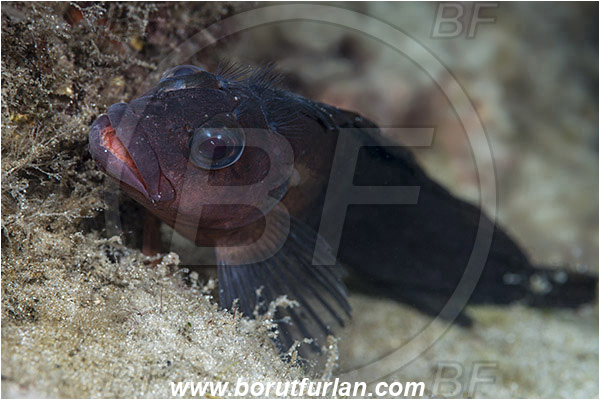 West Palm Beach, Florida, USA, Atlantic ocean, Labrisomus nuchipinnis, Labrisomus, Labrisomidae, Hairy blenny, Blenny, Fish, Male