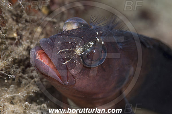 West Palm Beach, Florida, USA, Atlantic ocean, Labrisomus nuchipinnis, Labrisomus, Labrisomidae, Hairy blenny, Blenny, Fish, Male, Cleaning shrimp, Cleaning