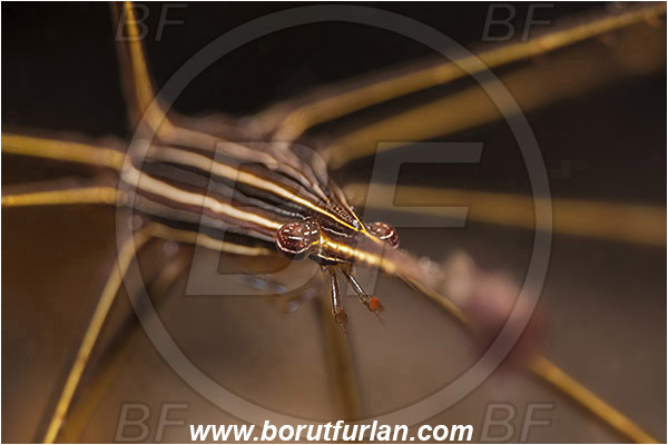 West Palm Beach, Florida, USA, Atlantic ocean, Stenorhynchus seticornis, Stenorhynchus, Inachoididae, Yellowline Arrow Crab, Crab, Crustacea, Crustacean