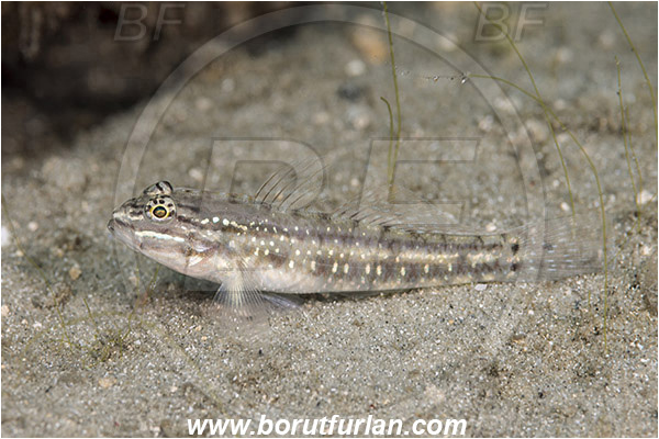 West Palm Beach, Florida, USA, Atlantic ocean, Coryphopterus glaucofraenum, Coryphopterus, Gobiidae, Bridled goby, Goby, Fish