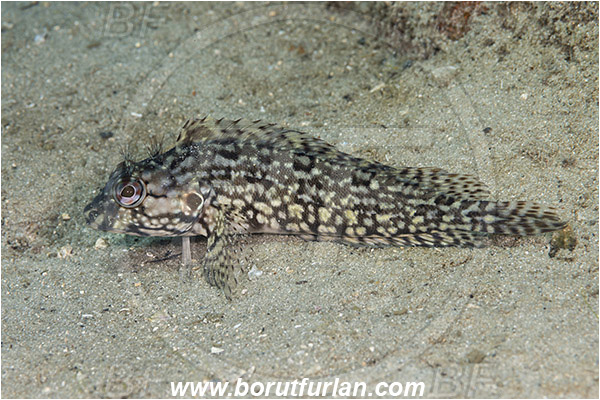 West Palm Beach, Florida, USA, Atlantic ocean, Labrisomus nuchipinnis, Labrisomus, Labrisomidae, Hairy blenny, Blenny, Fish, Female