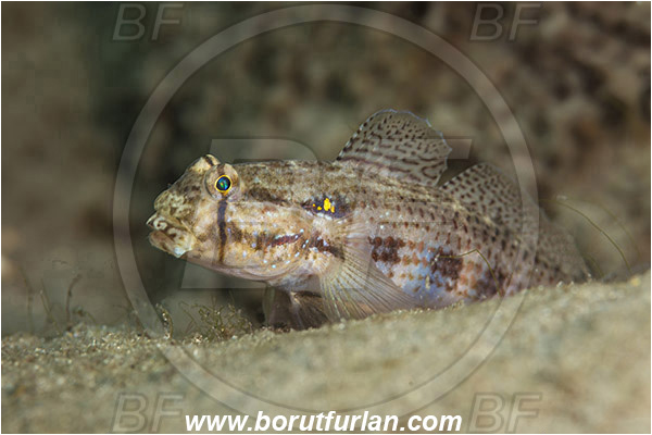 West Palm Beach, Florida, USA, Atlantic ocean, Gnatholepis thompsoni, Gnatholepis, Gobiidae, Goldspot goby, Goby, Fish