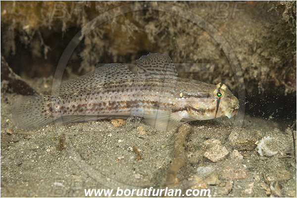 West Palm Beach, Florida, USA, Atlantic ocean, Gnatholepis thompsoni, Gnatholepis, Gobiidae, Goldspot goby, Goby, Fish