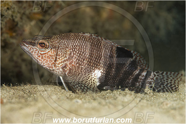 West Palm Beach, USA, Atlantic ocean, Serranus subligarius, Serranus, Serranidae, Belted sandfish, Grouper, Fish, Florida