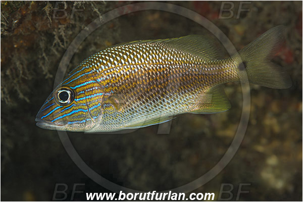 West Palm Beach, Florida, USA, Atlantic ocean, Haemulon plumierii, Haemulon, Haemulidae, White grunt, Grunt, Fish