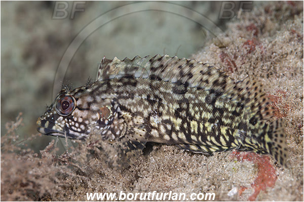 West Palm Beach, Florida, USA, Atlantic ocean, Labrisomus nuchipinnis, Labrisomus, Labrisomidae, Hairy blenny, Blenny, Fish, Female