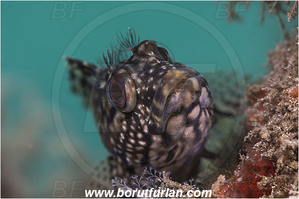 West Palm Beach, Florida, USA, Atlantic ocean, Labrisomus nuchipinnis, Labrisomus, Labrisomidae, Hairy blenny, Blenny, Fish, Female, Portrait