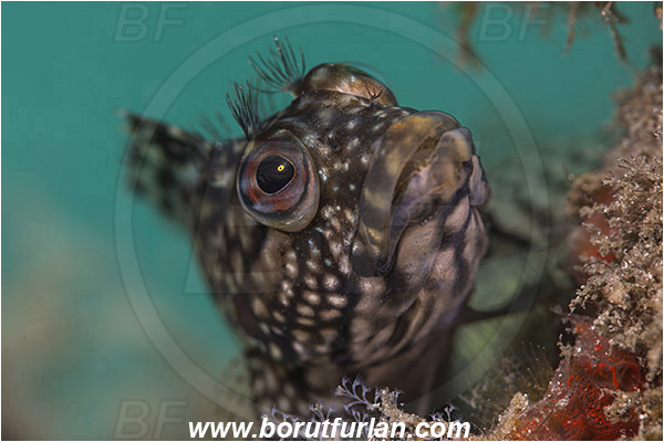 West Palm Beach, Florida, USA, Atlantic ocean, Labrisomus nuchipinnis, Labrisomus, Labrisomidae, Hairy blenny, Blenny, Fish, Female, Portrait