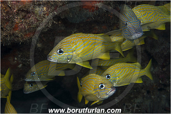 West Palm Beach, Florida, USA, Atlantic ocean, Haemulon flavolineatum, Haemulon, Haemulidae, French grunt, Grunt, Fish, Fish school
