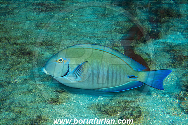West Palm Beach, Florida, USA, Atlantic ocean, Acanthurus bahianus, Acanthurus, Acanthuridae, Ocean surgeonfish, Surgeonfish, Fish