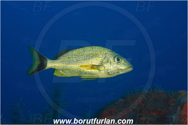 West Palm Beach, Florida, USA, Atlantic ocean, Haemulon sciurus, Haemulon, Haemulidae, Bluestriped grunt, Grunt, Fish