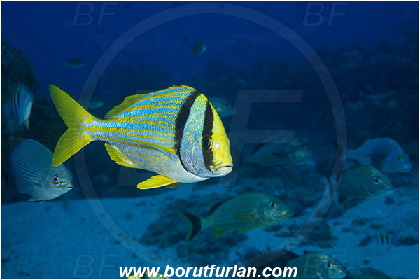 West Palm Beach, Florida, USA, Atlantic ocean, Anisotremus virginicus, Anisotremus, Haemulidae, Porkfish, Grunt, Fish