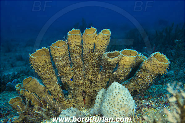 West Palm Beach, Florida, USA, Atlantic ocean, Callyspongia vaginalis, Callyspongia, Callyspongiidae, Porifera, Branching Vase Sponge, Sponge