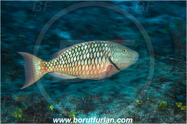 West Palm Beach, Florida, USA, Atlantic ocean, Sparisoma chrysopterum, Sparisoma, Scaridae, Redtail Parrotfish, Parrotfish, Fish