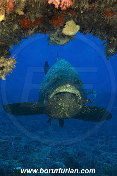 West Palm Beach, USA, Atlantic ocean, Epinephelus itajara, Epinephelus, Serranidae, Goliath grouper, Grouper, Fish, Portrait, Florida