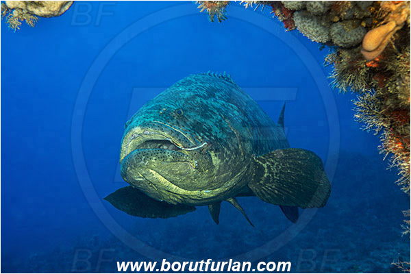 West Palm Beach, USA, Atlantic ocean, Epinephelus itajara, Epinephelus, Serranidae, Goliath grouper, Grouper, Fish, Florida