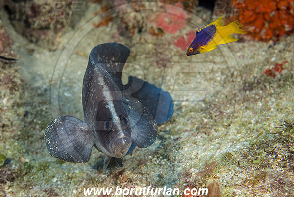 West Palm Beach, USA, Atlantic ocean, Rypticus saponaceus, Rypticus, Serranidae, Greater Soapfish, Soapfish, Fish, Florida