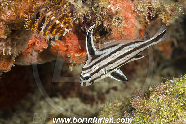 West Palm Beach, USA, Atlantic ocean, Pareques acuminatus, Pareques, Sciaenidae, Highhat, Drum, Fish, Juvenile, Florida