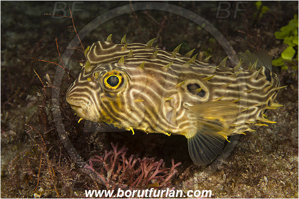 West Palm Beach, USA, Atlantic ocean, Chilomycterus antillarum, Chilomycterus, Diodontidae, Web burrfish, Porcupinefish, Fish, Florida