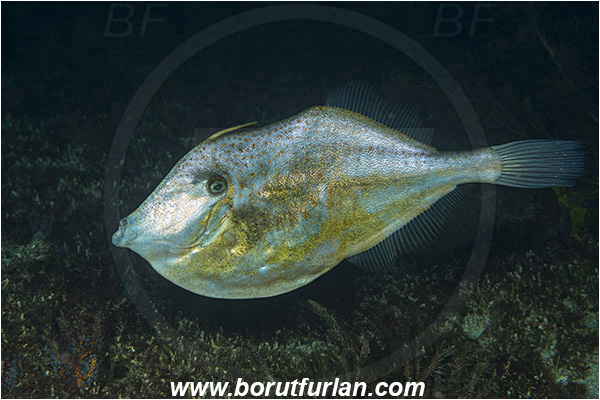 West Palm Beach, USA, Atlantic ocean, Aluterus schoepfii, Aluterus, Monacanthidae, Orange filefish, Filefish, Fish, Florida