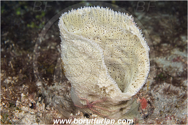 West Palm Beach, Florida, USA, Atlantic ocean, Callyspongia sp., Callyspongia, Callyspongiidae, Porifera, Vase Sponge, Sponge