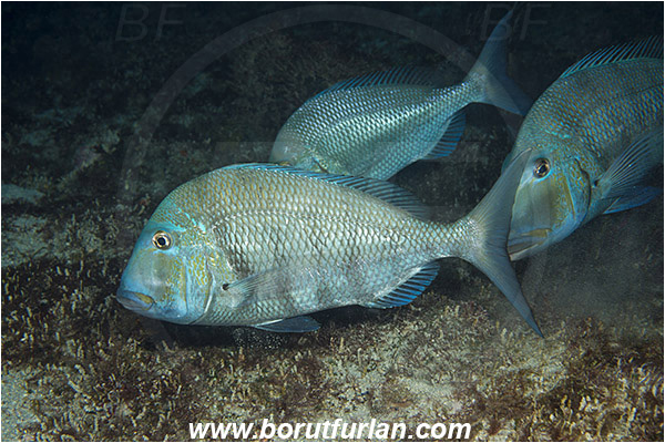 West Palm Beach, Florida, USA, Atlantic ocean, Calamus penna, Calamus, Sparidae, Sheepshead porgy, Porgy, Fish