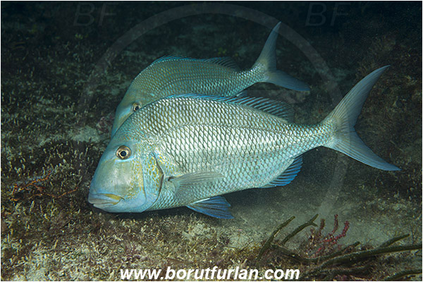 West Palm Beach, Florida, USA, Atlantic ocean, Calamus penna, Calamus, Sparidae, Sheepshead porgy, Porgy, Fish