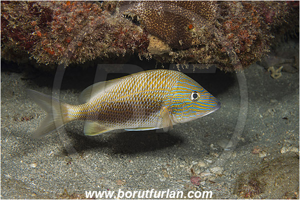 West Palm Beach, Florida, USA, Atlantic ocean, Haemulon plumierii, Haemulon, Haemulidae, White grunt, Grunt, Fish