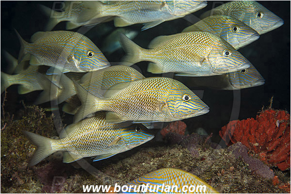 West Palm Beach, Florida, USA, Atlantic ocean, Haemulon plumierii, Haemulon, Haemulidae, White grunt, Grunt, Fish, Fish school