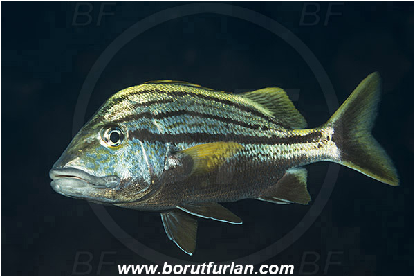 West Palm Beach, Florida, USA, Atlantic ocean, Haemulon macrostomum, Haemulon, Haemulidae, Spanish Grunt, Grunt, Fish
