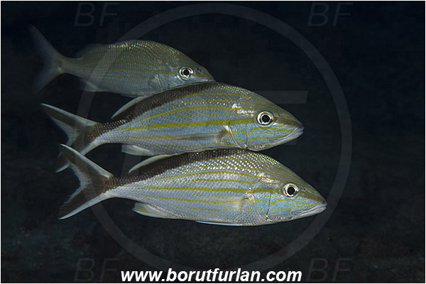 West Palm Beach, Florida, USA, Atlantic ocean, Haemulon melanurum, Haemulon, Haemulidae, Cottonwick grunt, Grunt, Fish