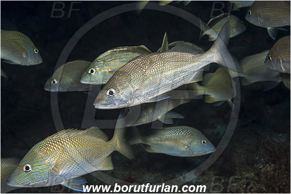 West Palm Beach, Florida, USA, Atlantic ocean, Haemulon plumierii, Haemulon, Haemulidae, White grunt, Grunt, Fish, Haemulon aurolineatum, Tomtate