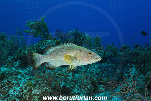 Tiger beach, Bahamas, Atlantic ocean, Mycteroperca bonaci, Mycteroperca, Serranidae, Black grouper, Grouper, Fish, Reef