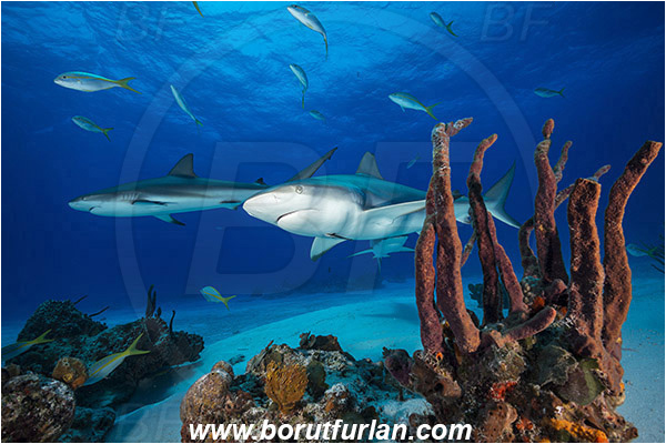 Tiger beach, Bahamas, Atlantic ocean, Carcharhinus perezii, Carcharhinus, Carcharhinidae, Elasmobranchii, Caribbean reef shark, Shark, Fish, Porifera, Sponge, Reef
