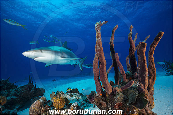 Tiger beach, Bahamas, Atlantic ocean, Carcharhinus perezii, Carcharhinus, Carcharhinidae, Elasmobranchii, Caribbean reef shark, Shark, Fish, Porifera, Sponge, Reef