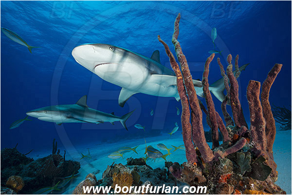 Tiger beach, Bahamas, Atlantic ocean, Carcharhinus perezii, Carcharhinus, Carcharhinidae, Elasmobranchii, Caribbean reef shark, Shark, Fish, Porifera, Sponge, Reef