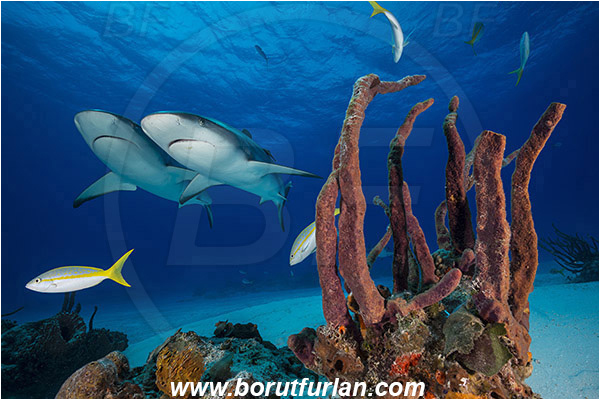 Tiger beach, Bahamas, Atlantic ocean, Carcharhinus perezii, Carcharhinus, Carcharhinidae, Elasmobranchii, Caribbean reef shark, Shark, Fish, Porifera, Sponge, Reef
