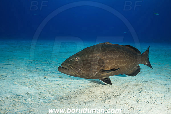 Tiger beach, Bahamas, Atlantic ocean, Mycteroperca bonaci, Mycteroperca, Serranidae, Black grouper, Grouper, Fish, Sand