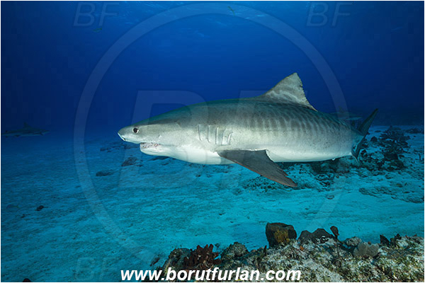 Tiger beach, Bahamas, Atlantic ocean, Galeocerdo cuvier, Galeocerdo, Carcharhinidae, Elasmobranchii, Tiger shark, Shark, Fish, Reef