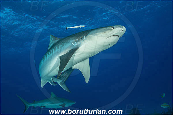Tiger beach, Bahamas, Atlantic ocean, Galeocerdo cuvier, Galeocerdo, Carcharhinidae, Elasmobranchii, Tiger shark, Shark, Fish, Carcharhinus perezii, Carcharhinus, Caribbean reef shark