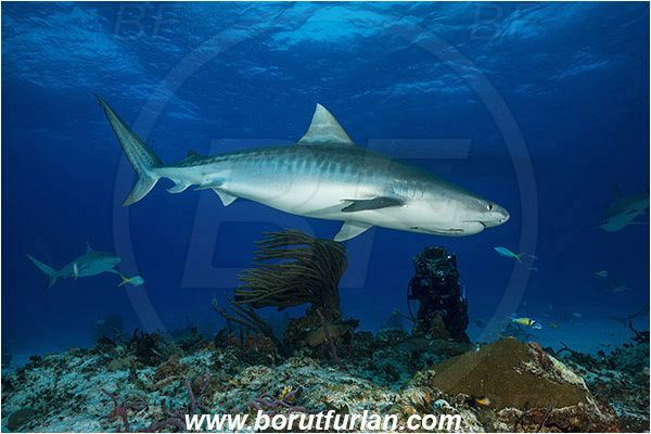 Tiger beach, Bahamas, Atlantic ocean, Galeocerdo cuvier, Galeocerdo, Carcharhinidae, Elasmobranchii, Tiger shark, Shark, Fish, Reef