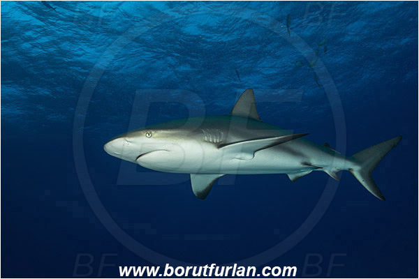 Tiger beach, Bahamas, Atlantic ocean, Carcharhinus perezii, Carcharhinus, Carcharhinidae, Elasmobranchii, Caribbean reef shark, Shark, Fish