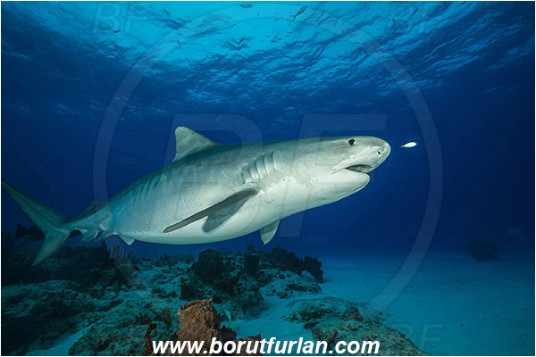 Tiger beach, Bahamas, Atlantic ocean, Galeocerdo cuvier, Galeocerdo, Carcharhinidae, Elasmobranchii, Tiger shark, Shark, Fish, Reef