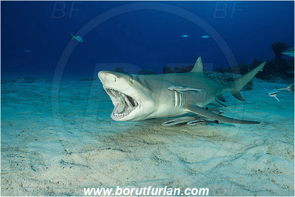 Tiger beach, Bahamas, Atlantic ocean, Negaprion brevirostris, Negaprion, Carcharhinidae, Elasmobranchii, Lemon shark, Shark, Fish, Echeneis naucrates, Echeneidae, Slender Suckerfish, Suckerfish, Cleaning