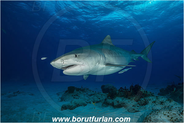 Tiger beach, Bahamas, Atlantic ocean, Galeocerdo cuvier, Galeocerdo, Carcharhinidae, Elasmobranchii, Tiger shark, Shark, Fish, Reef