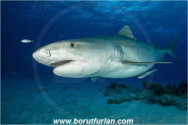 Tiger beach, Bahamas, Atlantic ocean, Galeocerdo cuvier, Galeocerdo, Carcharhinidae, Elasmobranchii, Tiger shark, Shark, Fish, Reef